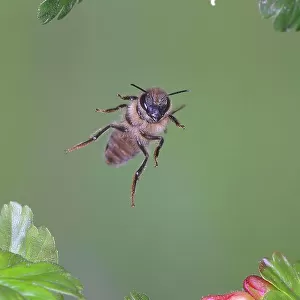 Honey bee (Apis mellifera), in flight, highspeed nature photo, between leaves of gooseberry (Ribes uva-crispa), Siegerland, North Rhine-Westphalia, Germany