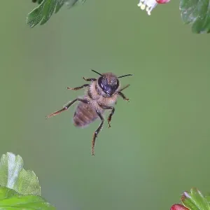 Honey bee (Apis mellifera), in flight, highspeed nature photo, between leaves of gooseberry (Ribes uva-crispa), Siegerland, North Rhine-Westphalia, Germany Honey bee (Apis mellifera), in flight, highspeed nature photo, between leaves of gooseberry (Ribes uva-crispa), Siegerland, North Rhine-Westphalia, Germany