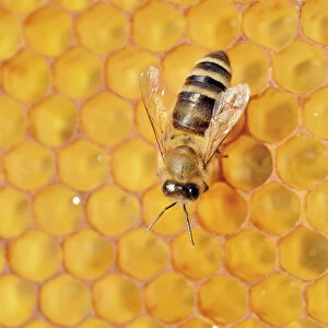 Honey Bee -Apis mellifera- on honeycomb