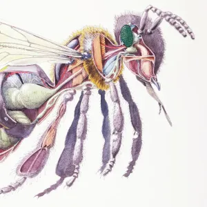 Honey Bee (Apis mellifera), internal anatomy, cross-section