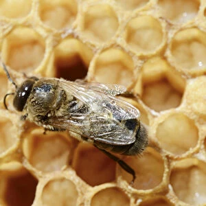 Honey bee -Apis mellifera var nica-, drone on drone brood, larvae shortly before pupation