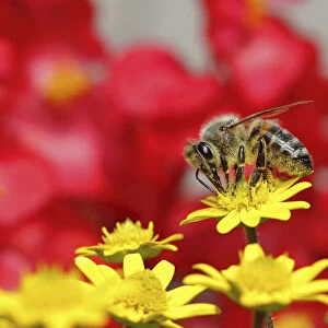 Honey bee -Apis sp. -, on a zinnia or miniature sunflower -Sanvitalia procumbens solaris-, Baden-Wuerttemberg, Germany, Europe