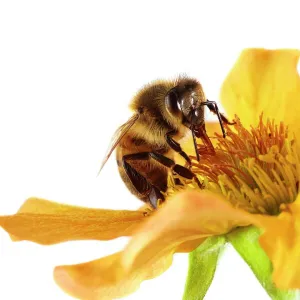 Honey bee on a flower