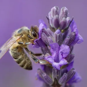Api mellifera su lavanda. Api mellifera su lavanda.
