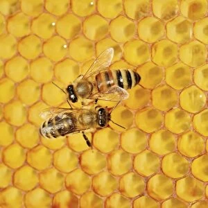 Two honey bees, left, Carnian -Apis mellifera var carnica-, right, a hybrid Italian Bee -Apis ligustica bast. - on honeycomb with a propolis coating