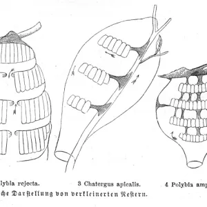 Honeycombs engraving 1884