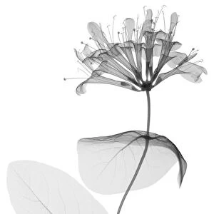 Honeysuckle (Lonicera tellmanniana), X-ray