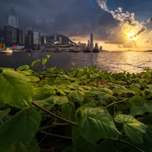 Hongkong skyline with Greenery foreground
