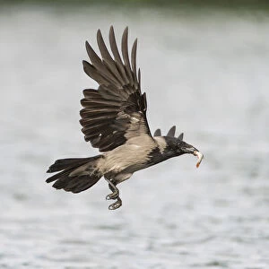 Hooded Crow -Corvus corone cornix- flying with a caught fish in the beak, Mecklenburg-Western Pomerania, Germany