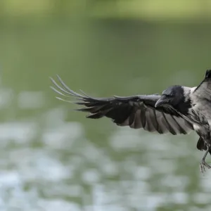 Hooded Crow -Corvus corone cornix- hunting for fish on a lake, Mecklenburg-Western Pomerania, Germany