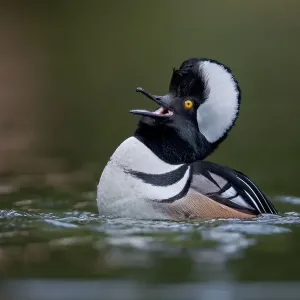 Hooded Merganser Male Print Hooded Merganser Male Print
