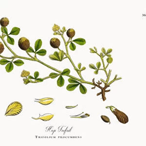 Hop Trefoil, Trifolium procumbens, Victorian Botanical Illustration, 1863