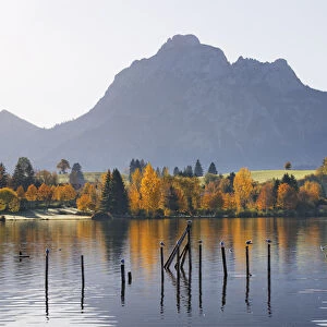 Hopfensee lake against Saeuling mountain, Hopfen am See, Ostallgaeu, Allgaeu, Swabia, Bavaria, Germany, Europe