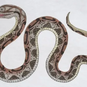 Horned Serpent (Coluber nasicornis), hand-coloured copperplate engraving from Friedrich Horned Serpent (Coluber nasicornis), hand-coloured copperplate engraving from Friedrich