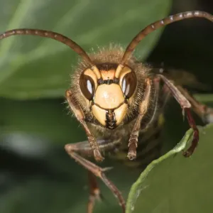 Hornet -Vespa crabro-, Untergroeningen, Baden-Wuerttemberg, Germany, Europe Hornet -Vespa crabro-, Untergroeningen, Baden-Wuerttemberg, Germany, Europe