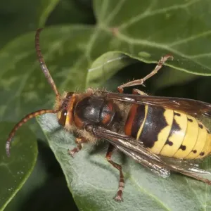 Hornet -Vespa crabro-, Untergroeningen, Baden-Wuerttemberg, Germany, Europe Hornet -Vespa crabro-, Untergroeningen, Baden-Wuerttemberg, Germany, Europe