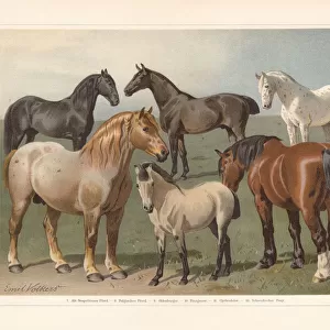 Horse breeds, chromolithograph, published in 1897