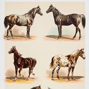 Horse breeds engraving 1882