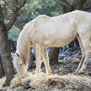 Horse eating under a forest of oaks