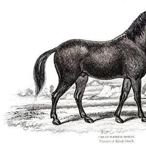 Horse Engraving 1841