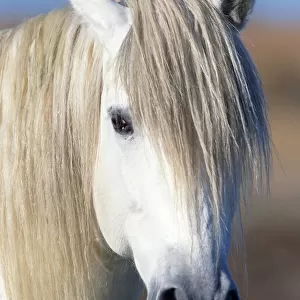 Horse (Equus Cabullus), France