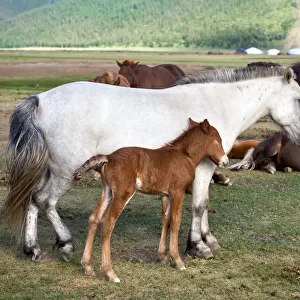 Horse family at Orkhon Valley in centreal Mongolia