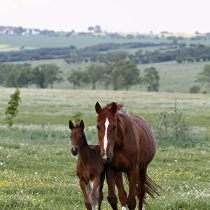 Horse and foal grazing in a meadow