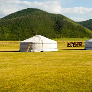 Horse and Mongolia yurt at Orkhon Valley in centreal of Mongolia
