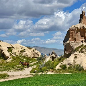 A Horse near Cappadocia Fairys Chimneys