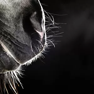 Horse nose and mouth