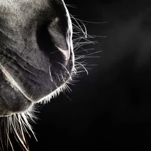 Grey Horse Nose and Mouth Print Grey Horse Nose and Mouth Print
