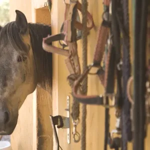 Horse peeking head out of barn Horse peeking head out of barn
