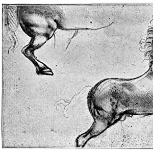 Horse Sketch by Leonardo Da Vinci