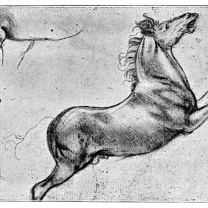 Leonardo Da Vinci Horse Print - 1898 Engraving Leonardo Da Vinci Horse Print - 1898 Engraving