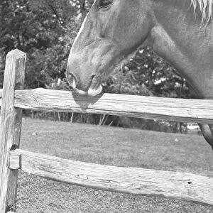 Horse standing at wooden fence, (B&W)