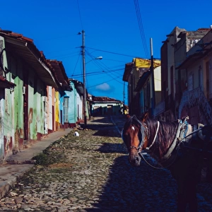Horse on a street of Trinidad, Cuba