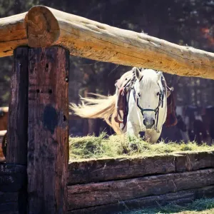 Horse whipping tail on California ranch Horse whipping tail on California ranch