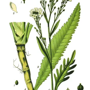 Horseradish Horseradish