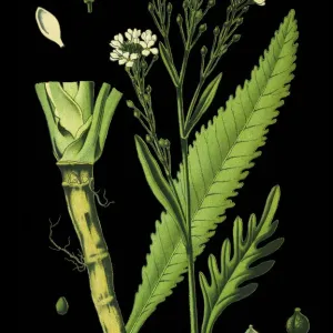 Horseradish Print, 1892 Horseradish Print, 1892
