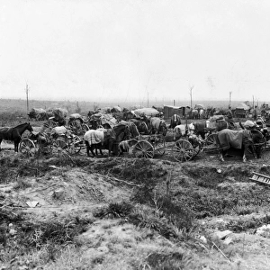 Horses On Battlefield