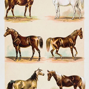 Horses illustration engraving 1882