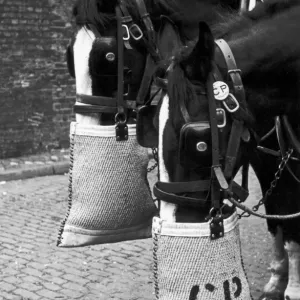 Horses Nosebag Print 1940 Horses Nosebag Print 1940