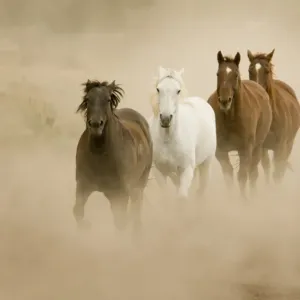 Horses Running Print Horses Running Print