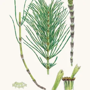 Horsetail Plant Print - Antique Botanical Illustration Horsetail Plant Print - Antique Botanical Illustration