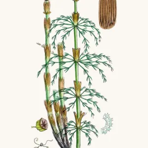 Horsetail Plant Print, 1860s Illustration Horsetail Plant Print, 1860s Illustration