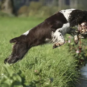 Hound, English Springer Spaniel retrieving a mallard drake Hound, English Springer Spaniel retrieving a mallard drake