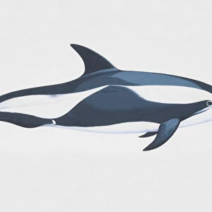 Hourglass dolphin (Lagenorynchus cruciger)