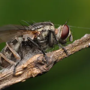 House Fly Close-up Print House Fly Close-up Print