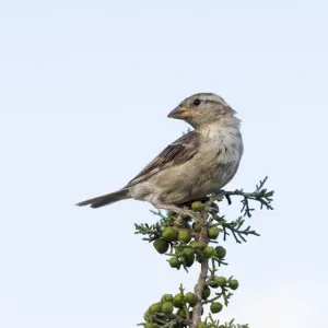 House Sparrow Print on Tree Branch House Sparrow Print on Tree Branch
