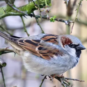 House Sparrow - Passer domesticus House Sparrow - Passer domesticus